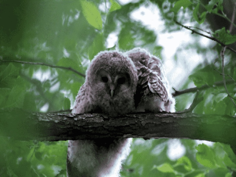 试管爬行实验题,昆明试管交流群